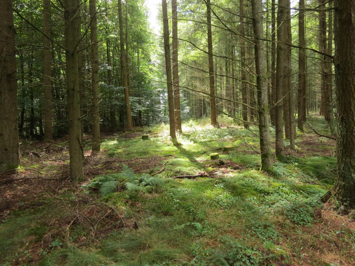 Blick Zum Maimont 호텔 Ludwigswinkel 외부 사진